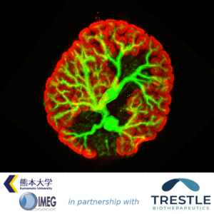 3D kidney structure created from mouse ES cells