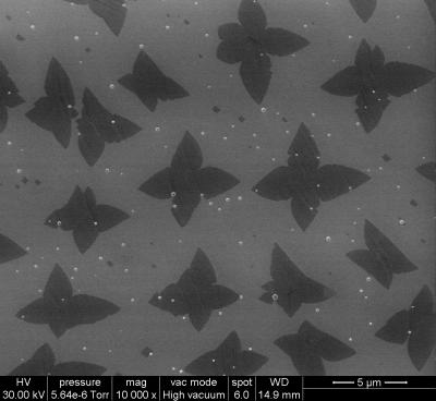 Microscope Image -- Seeds