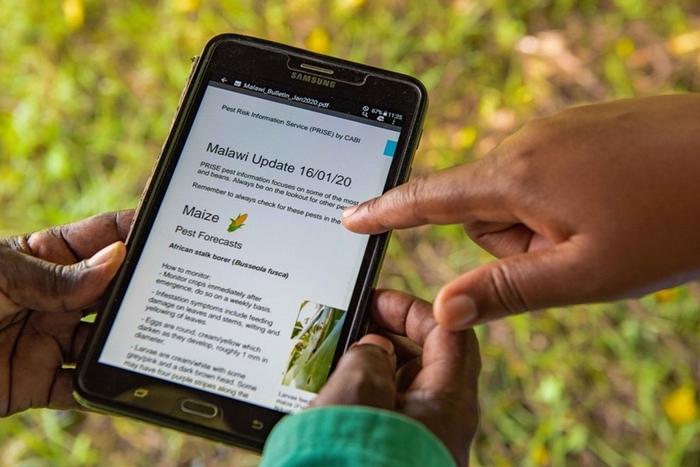 A farmer uses the Pest Risk Information Service to access information on how to mitigate fall armyworm on maize in Malawi