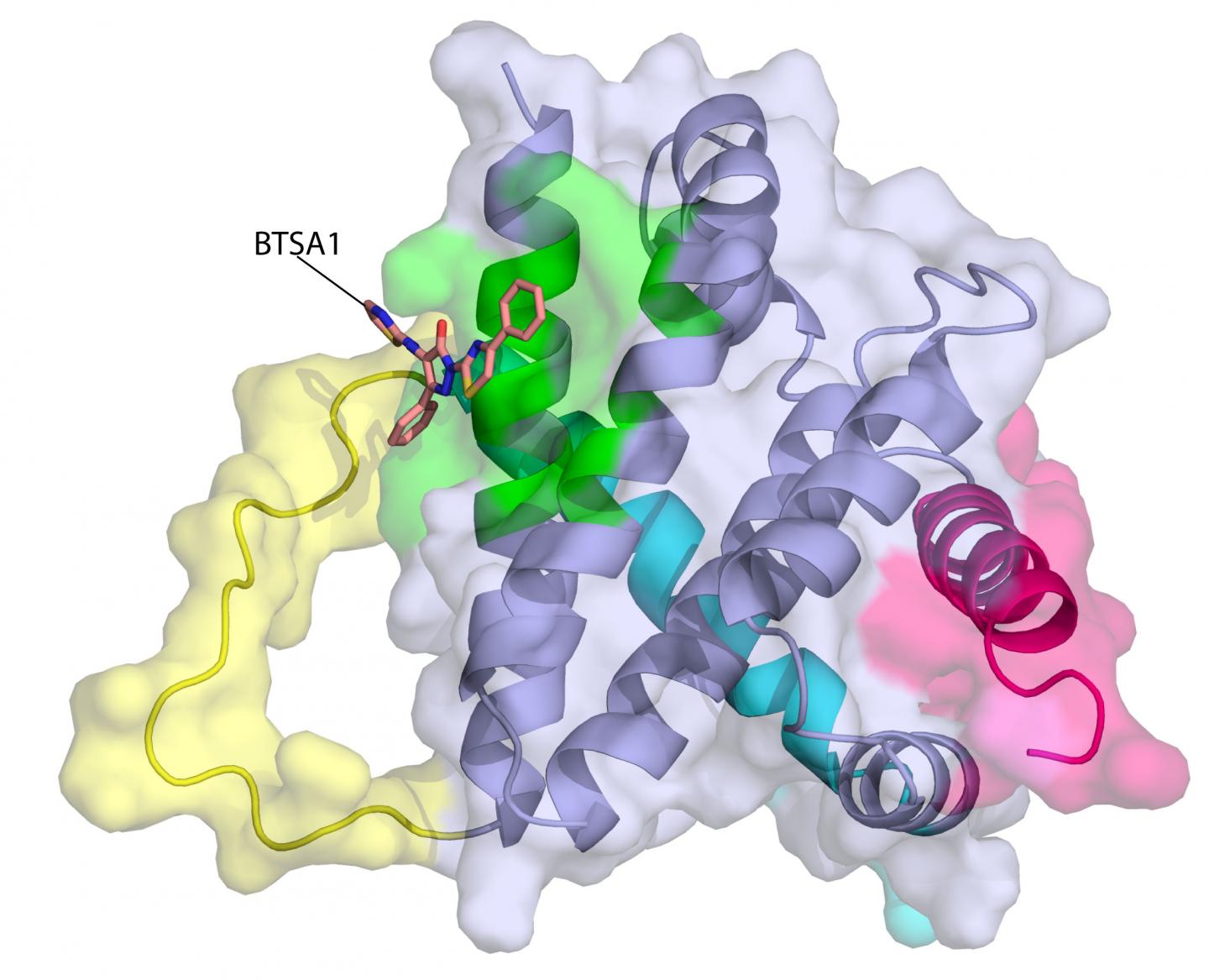 Protein BAX, Activated by BTSA1