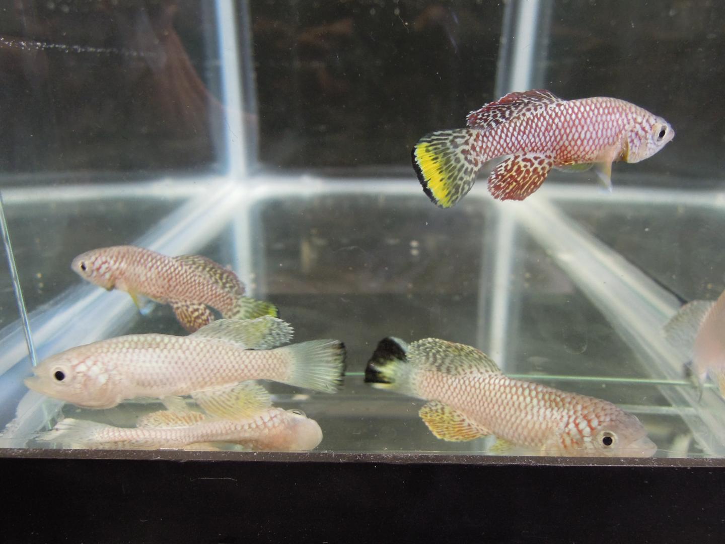 In Killifish: Diapause Protects Life From Normal Consequences of Aging (1 of 14)