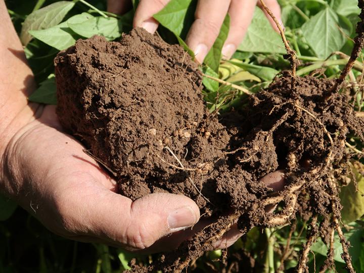 Root nodules on tepary bean roots