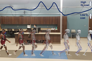 Estimation of the metabolic cost of different phases of the gait cycle from previous musculoskeletal simulation research at the University of Nebraska Omaha.