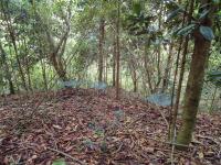 Tropical Forest Restoration (2 of 2)