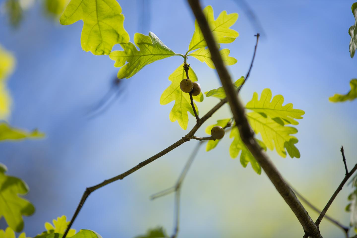 White Oak Galls