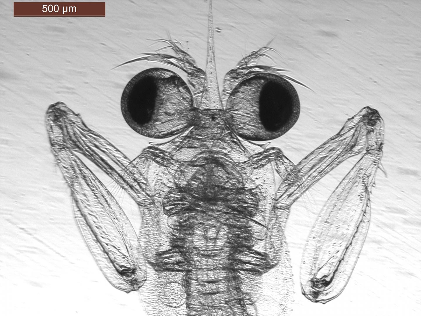 Gonodactylaceus falcatus larva with scale bar