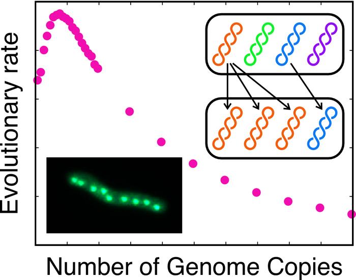 Acceleration of novel traits in polyploid organisms based on environmental conditions