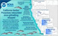 Harbor Porpoises Rebound