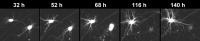 Neuron Images from Robotic Microscope