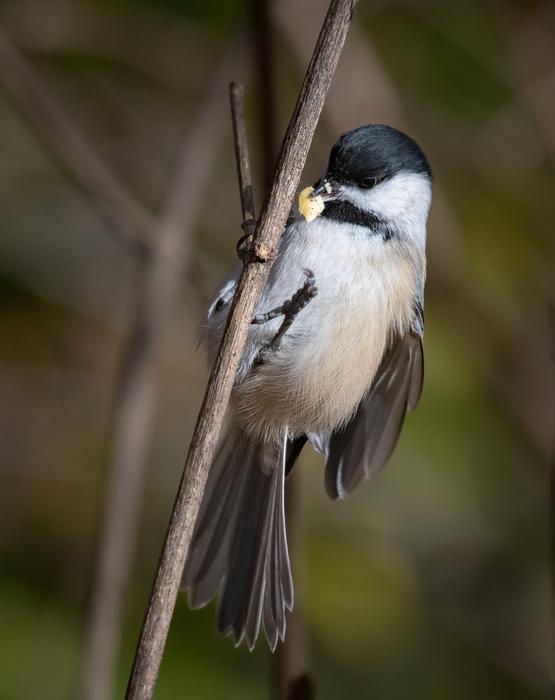 Chickadee