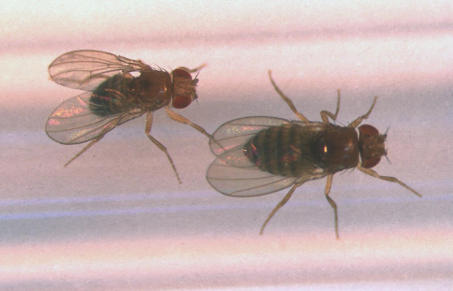 Male Fruit Flies Can Smell a Good Mate Based on Her Metabolism
