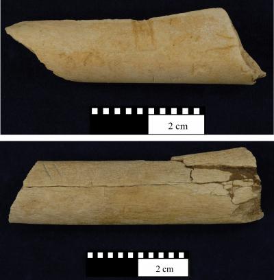 Animal bone markings show evidence that 'Lucy | EurekAlert!