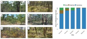 Typical representation of the understorey layer in dry and wet Miombo