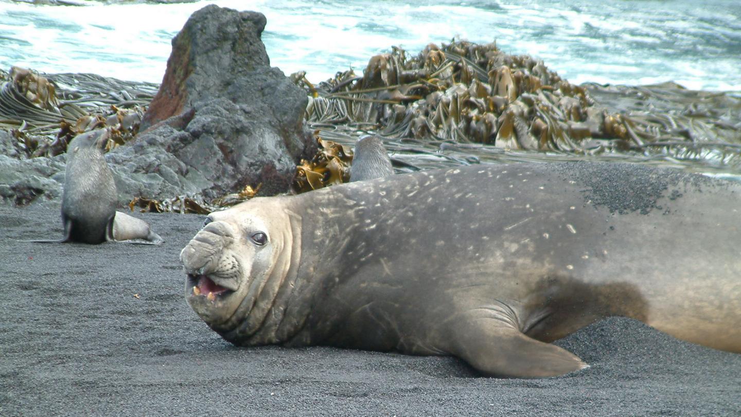 Foreign Kelp Discovered in Antarctica