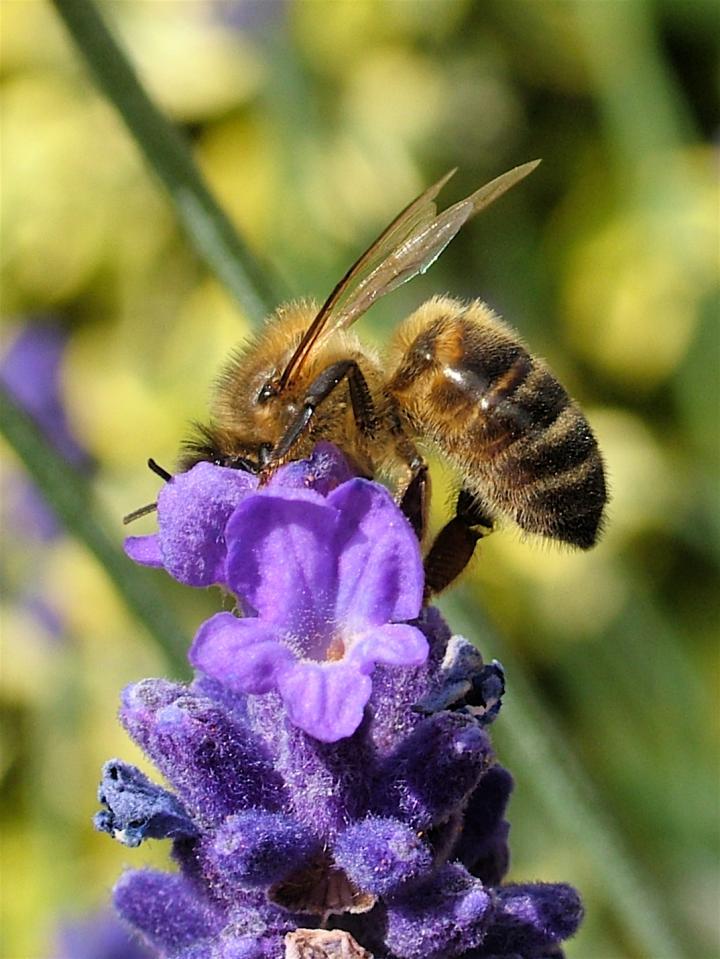 Honey bee on lavender [IMAGE] EurekAlert! Science News Releases