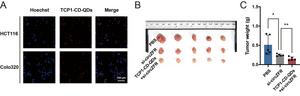 TCP1-CD-QDs 有效负载 si-circZFR 靶向结直肠癌组织并抑制肠癌生长