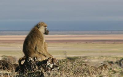 Adult Male Baboon
