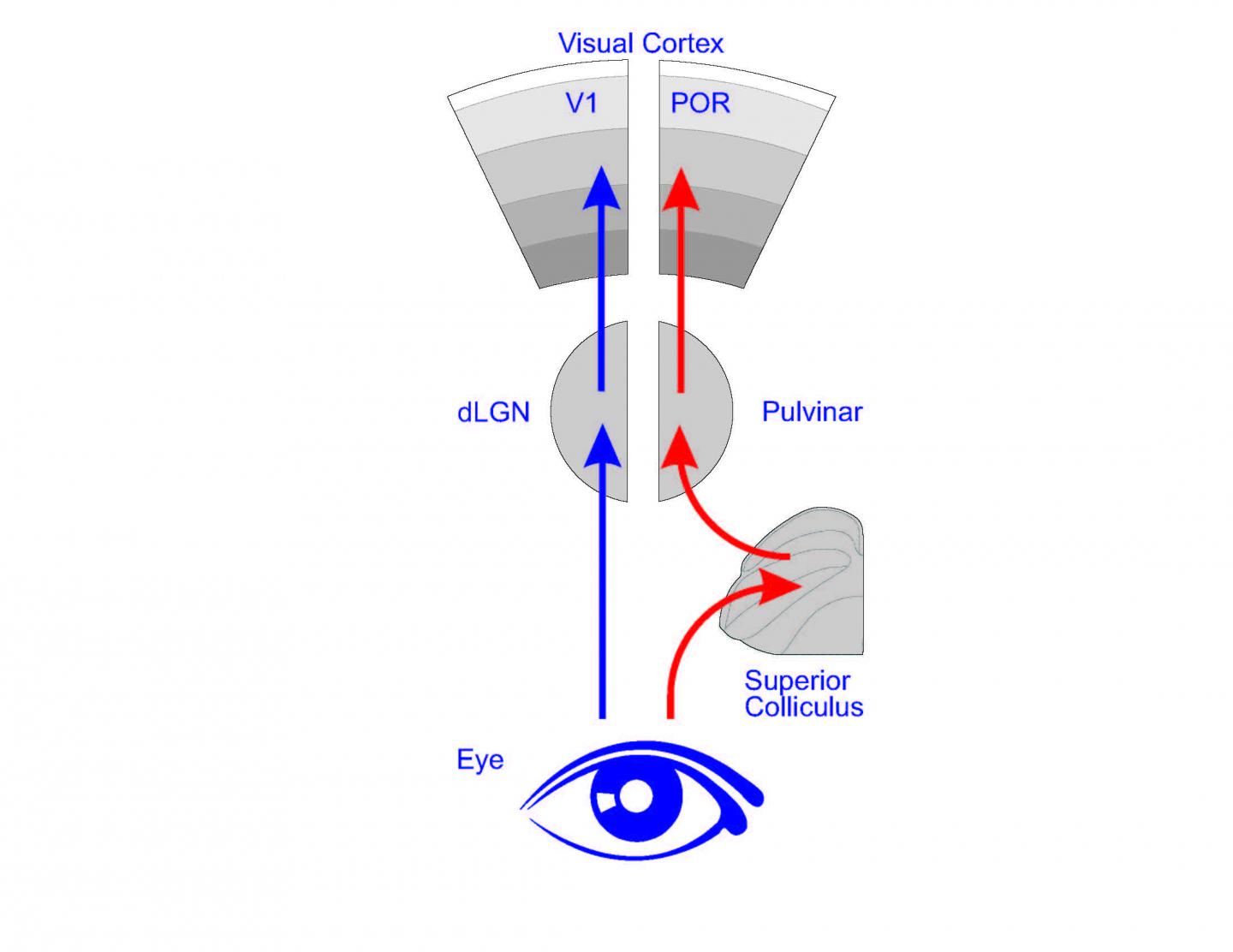 Visual Areas in the Mouse Brain