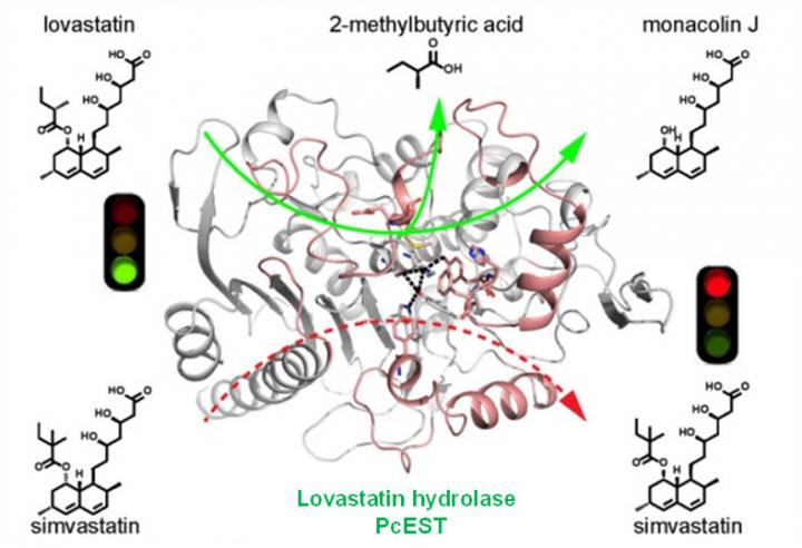 Specific and Efficient Lovastatin Hydrolase PcEST
