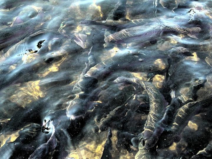 Dartmouth Mercury Prey Study