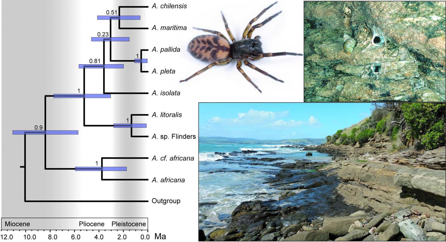 Dispersal of Coastal Spider Ancestors May Have Occurred Eastward across Oceans around Southern Hemis