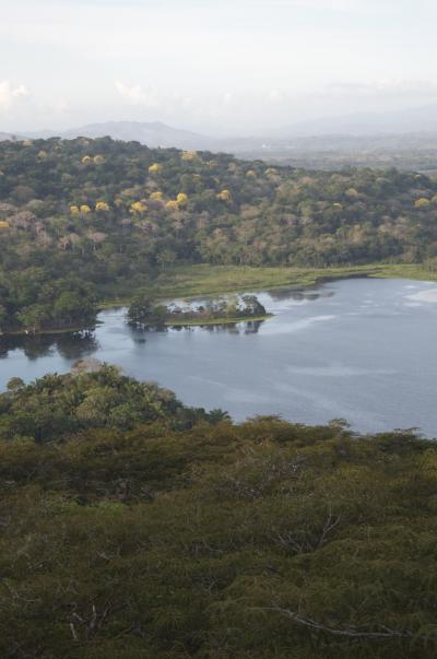 Tropical Forest Canopy, Panama (1 of 2)