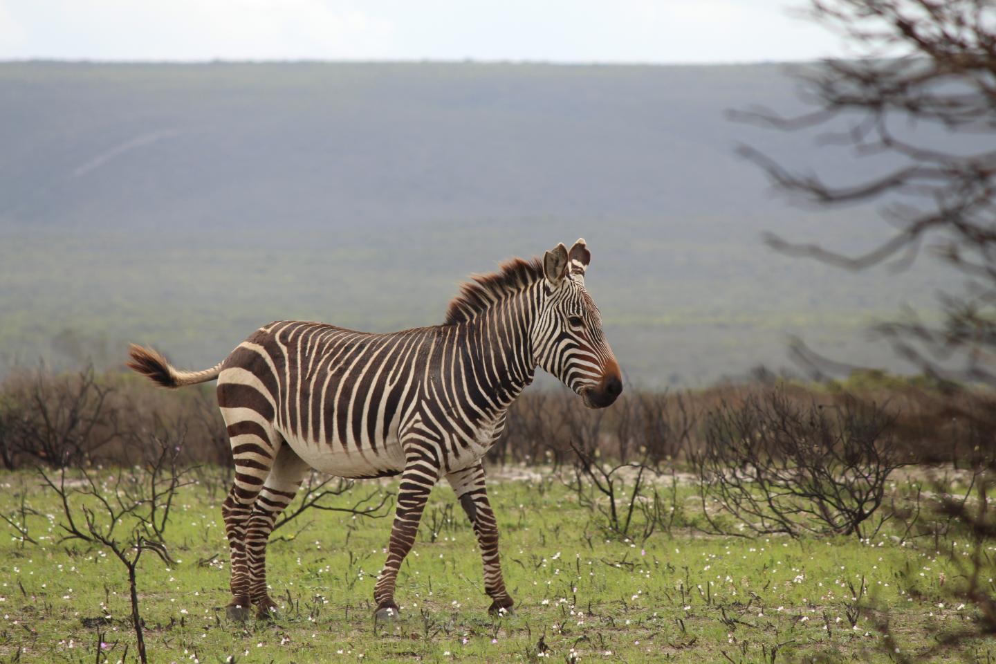 Cape Mountain Zebra