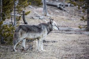 Yellowstone National Park. Alpha male, Canyon Pack