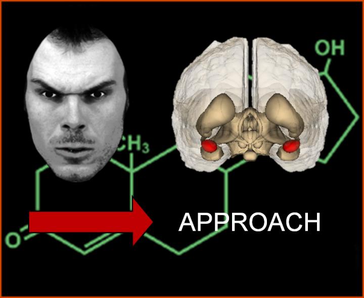 Testosterone May Affect How People Respond to Social Threats (3 of 3)