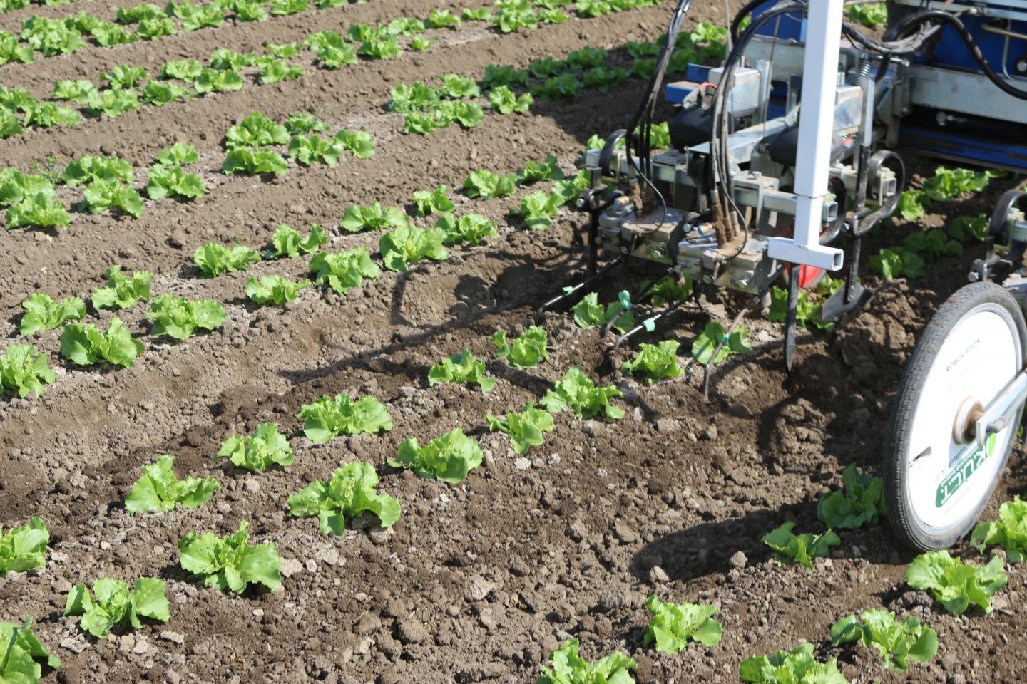 Robotic Weeder (1 of 3)