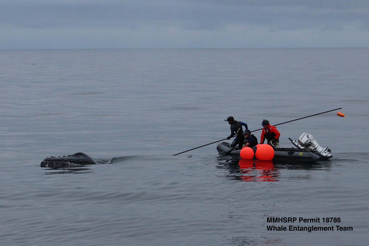 Whale Entanglement Response