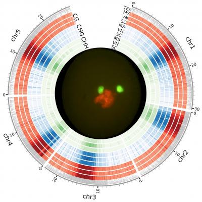 <i>Arabidopsis</i> Methylated Genome