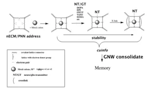 Chemographic representation of an “address” within the nECM surrounding the neuron and glial cells