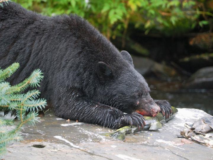 North American black bear