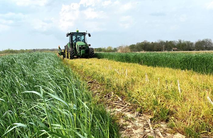 Planting Soybean Green Proves Effective for Waterhemp and Palmer Amaranth Suppression