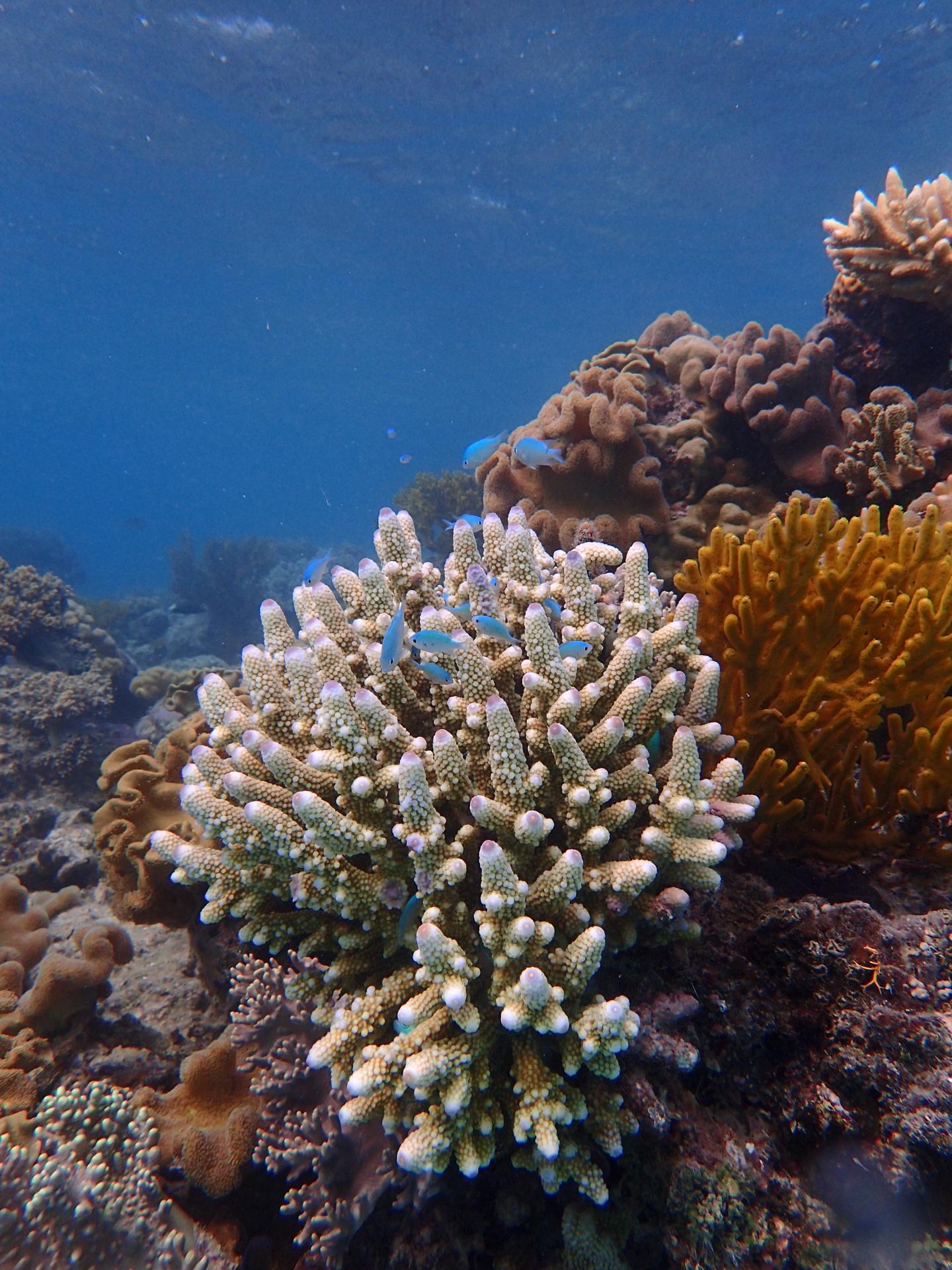 Fish on Coral Reef