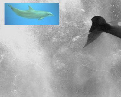 Gray's Paradox Solved (1 of 2)