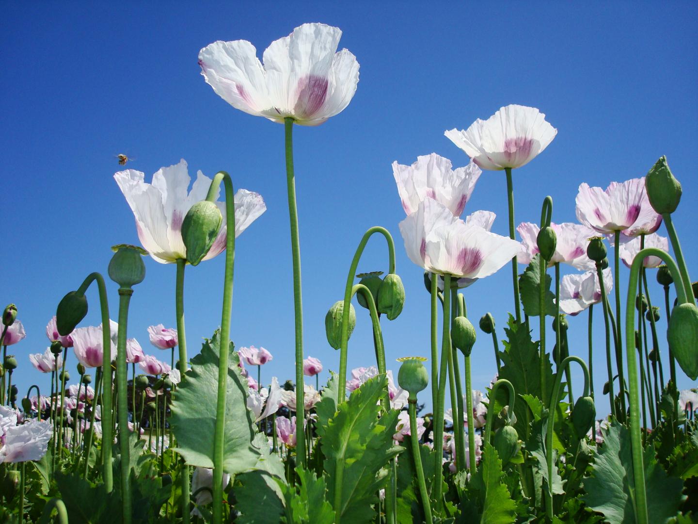 Opium Poppy