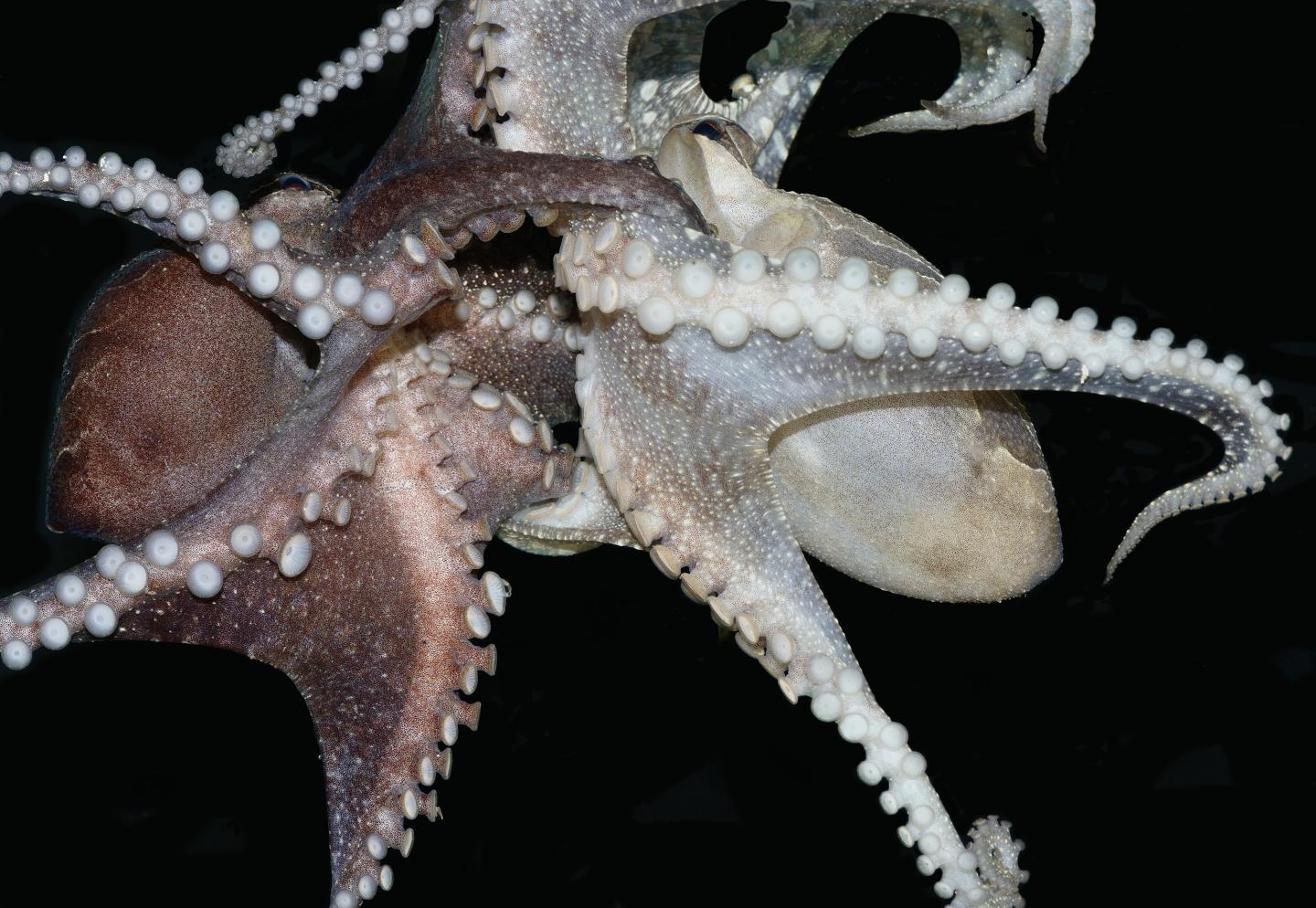 Octopus insertion