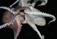 Larger Pacific Striped Octopus Insertion