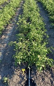 Field trial was carried out at the F.lli Baretta farm located in Ferrara