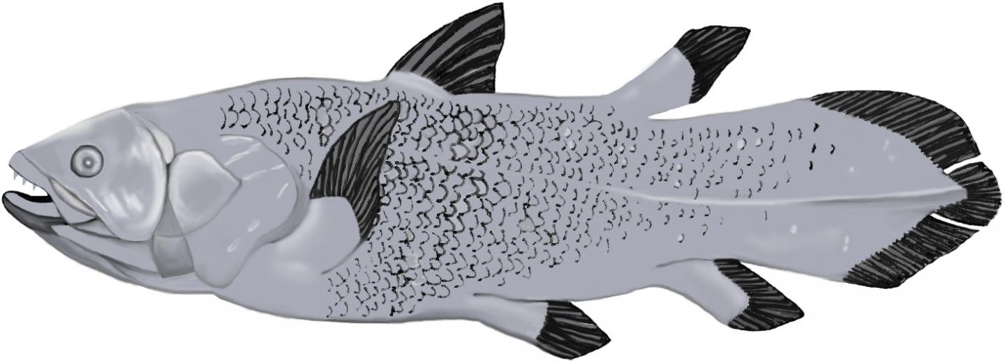 Living fossil: Latimeria chalumnae, a species of coelacanth