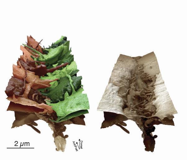 Insights in Wound Healing