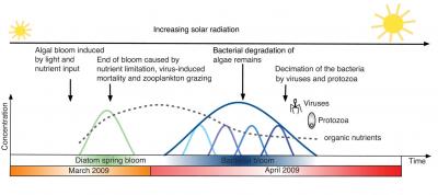 Algae-Bacteria Interactions