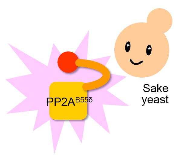 PP2A<sup>B55δ</sup>