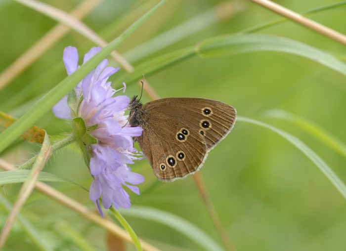 The Ringlet butterfly