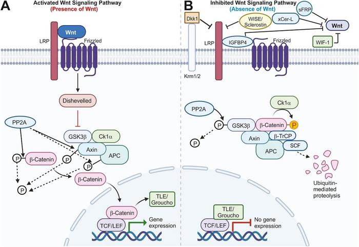 The canonical Wnt signaling pathway