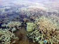 Bleached Coral Communities
