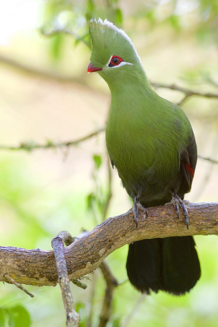 Knysna Turaco