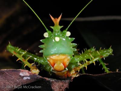 Spike-headed Katydid